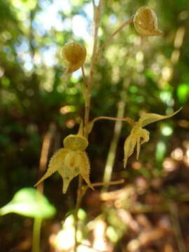 Image of Pleurothallis lopezii Luer & R. Escobar