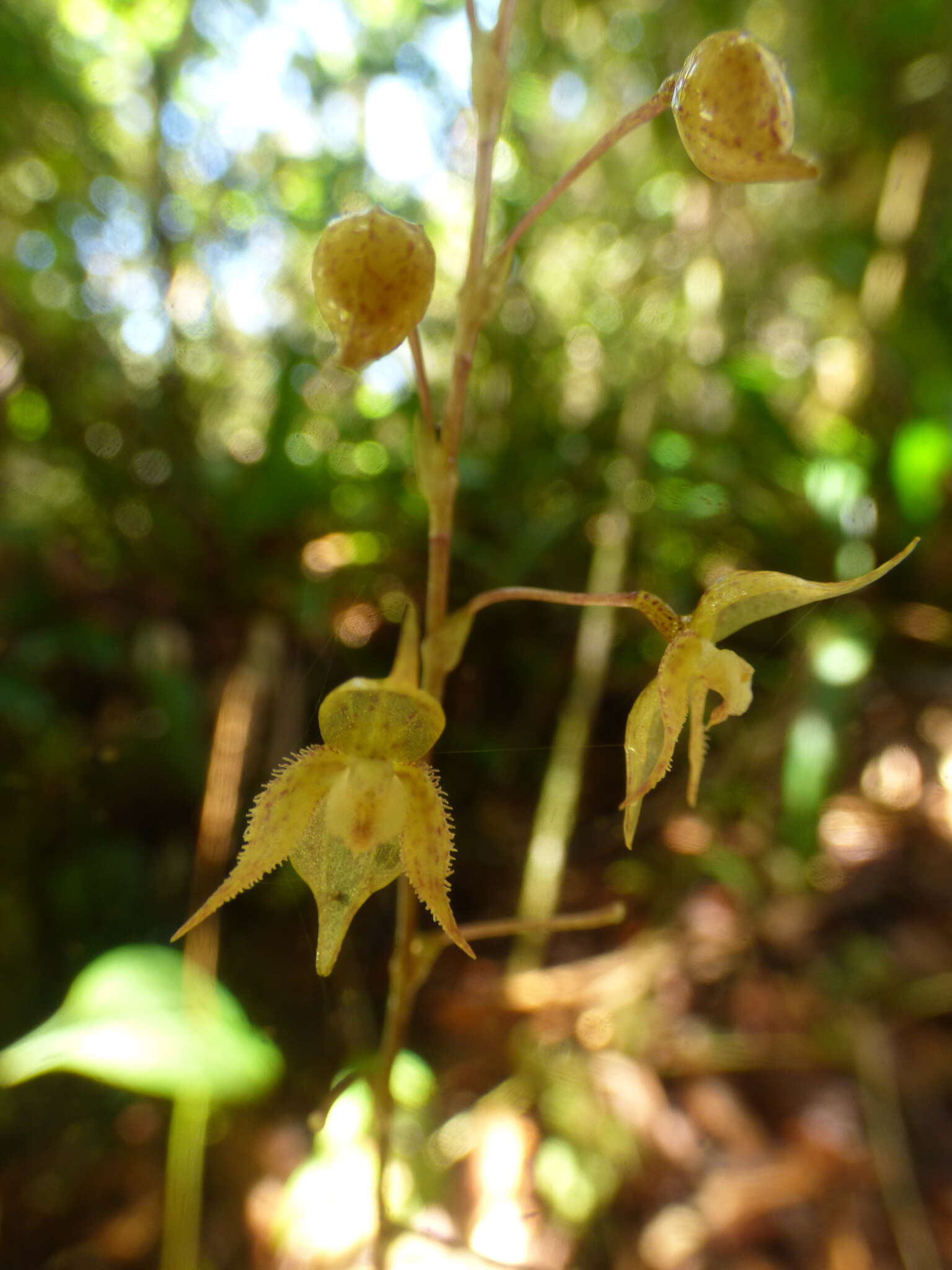 Pleurothallis lopezii Luer & R. Escobar的圖片