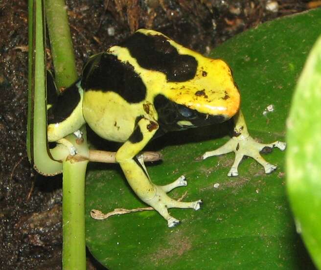 Image of Dyeing Poison Frog