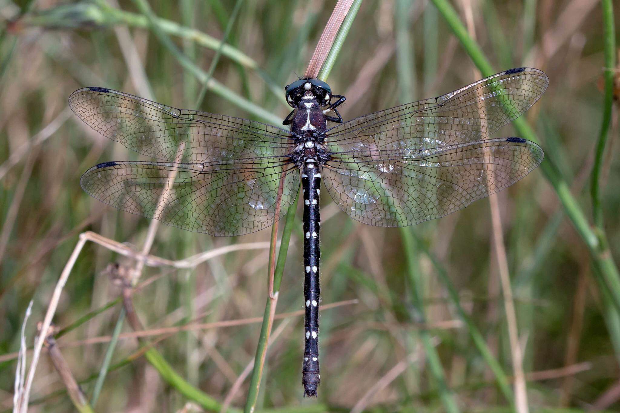 Image of Eusynthemis guttata (Selys 1871)