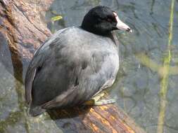 Image of Fulica Linnaeus 1758