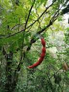 Image of wild tamarind