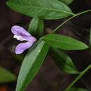 Image of California milkwort