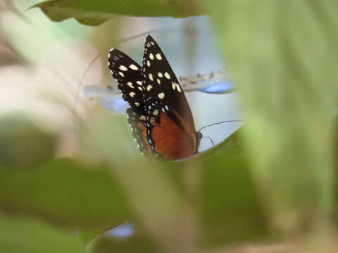 Image de Tithorea tarricina pinthias Godman & Salvin 1878