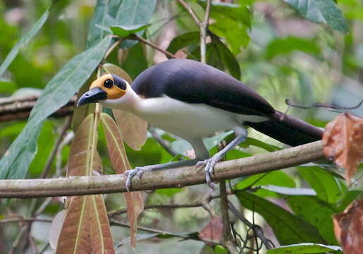 Image of rockfowl