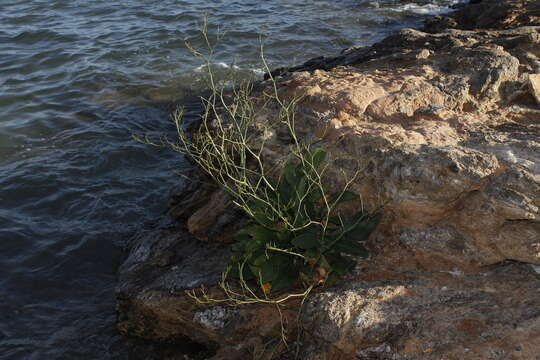 Image of Limonium compactum Erben & Brullo