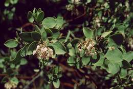 Arctostaphylos viscida Parry resmi