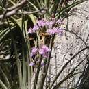 Image of Broughtonia lindenii (Lindl.) Dressler