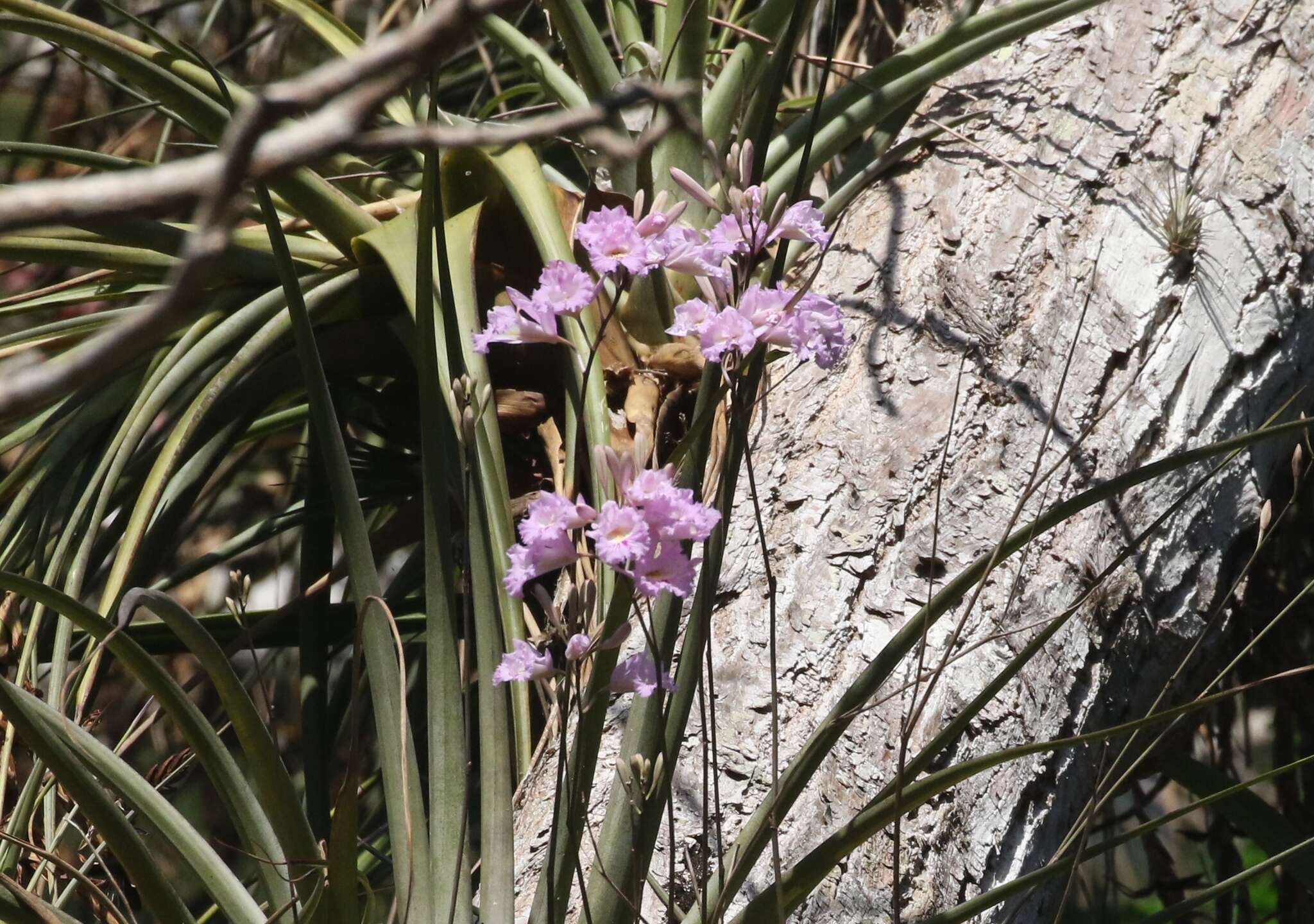 Image of Broughtonia lindenii (Lindl.) Dressler