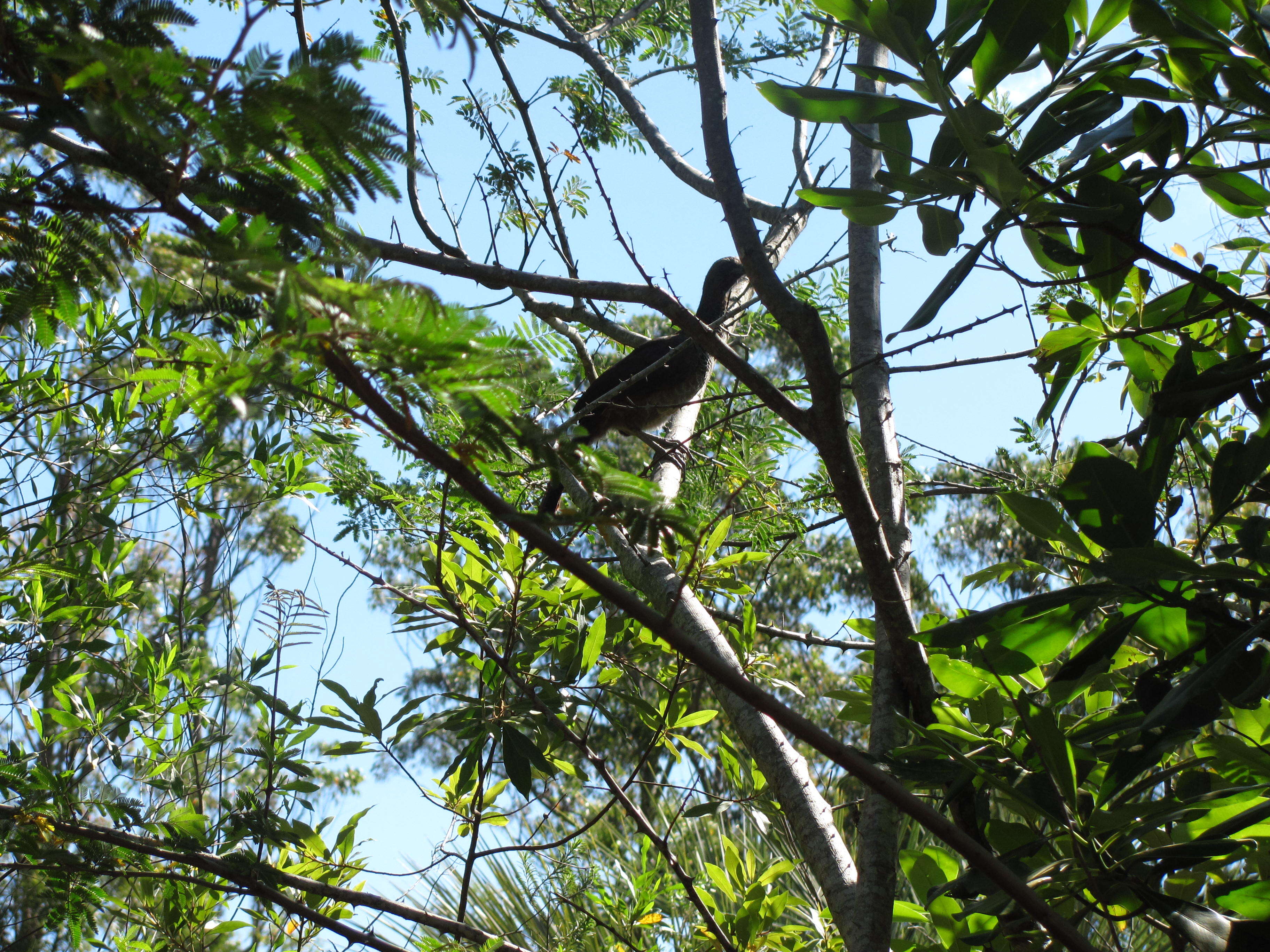 Image of Scaled Chachalaca