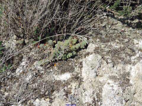 Image of Sedum gypsicola Boiss. & Reuter