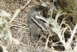 Image of long-tailed pocket mouse