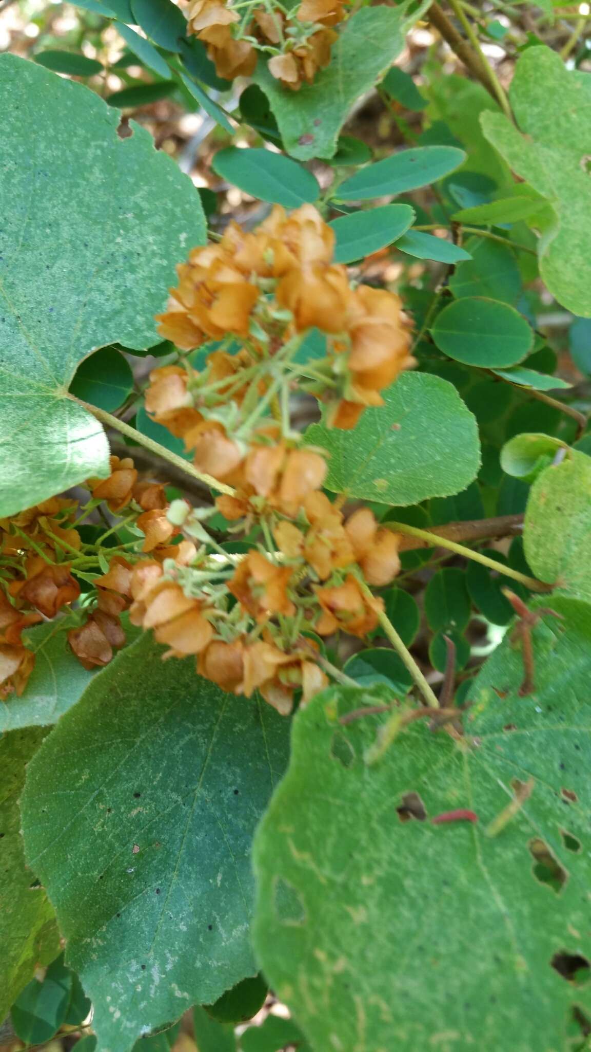 Image of Dombeya hildebrandtii Baill.