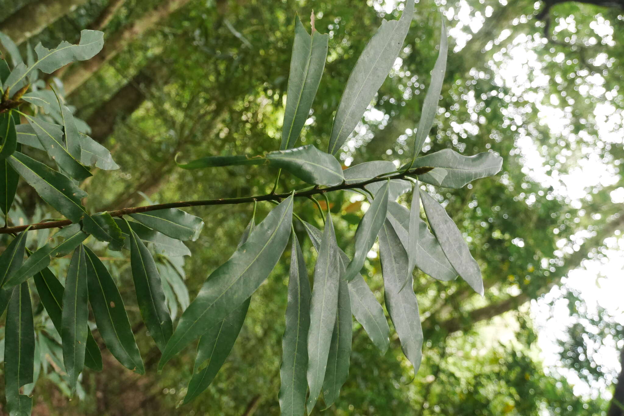 Image of Machilus japonica Sieb. & Zucc.