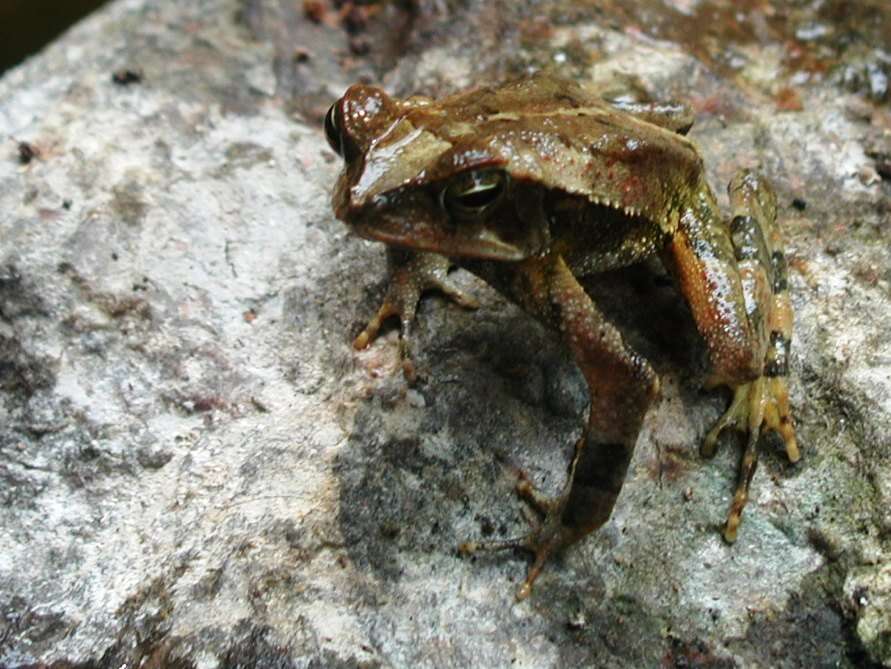 Image of Incilius campbelli (Mendelson 1994)