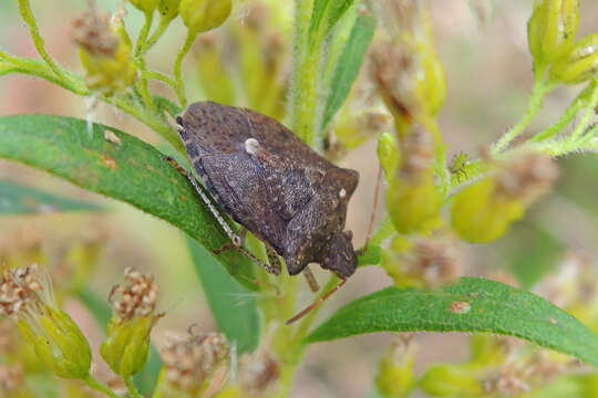 Image of Dusky Stink Bug