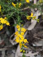 Image of Genista triacanthos Brot.