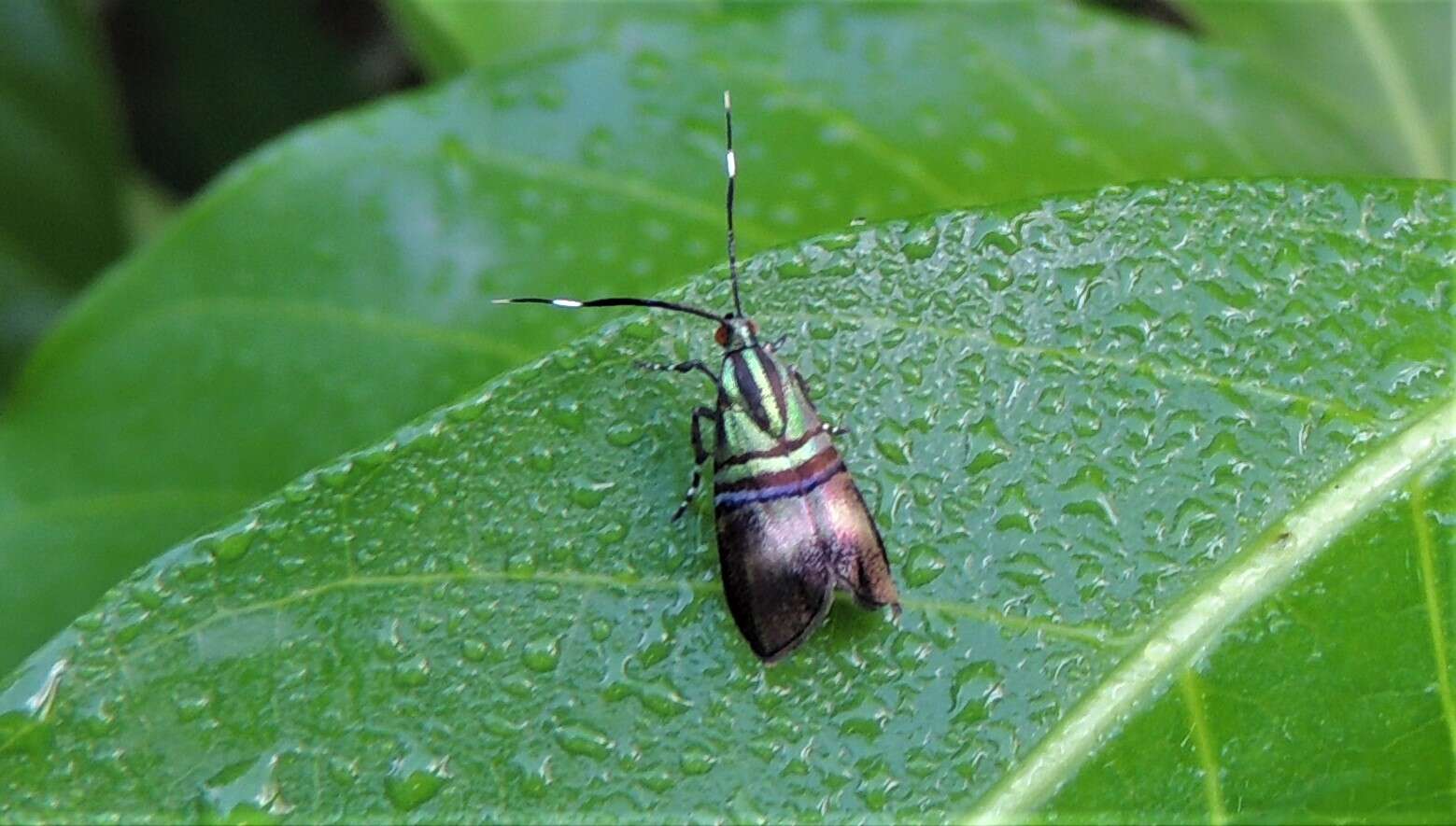 Image of Saptha libanota Meyrick 1910