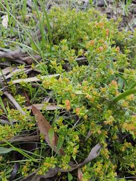 Image de Dodonaea procumbens F. Müll.