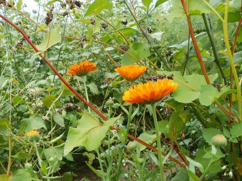 Image of pot marigold