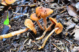 Cortinarius waiporianus Soop 2013的圖片