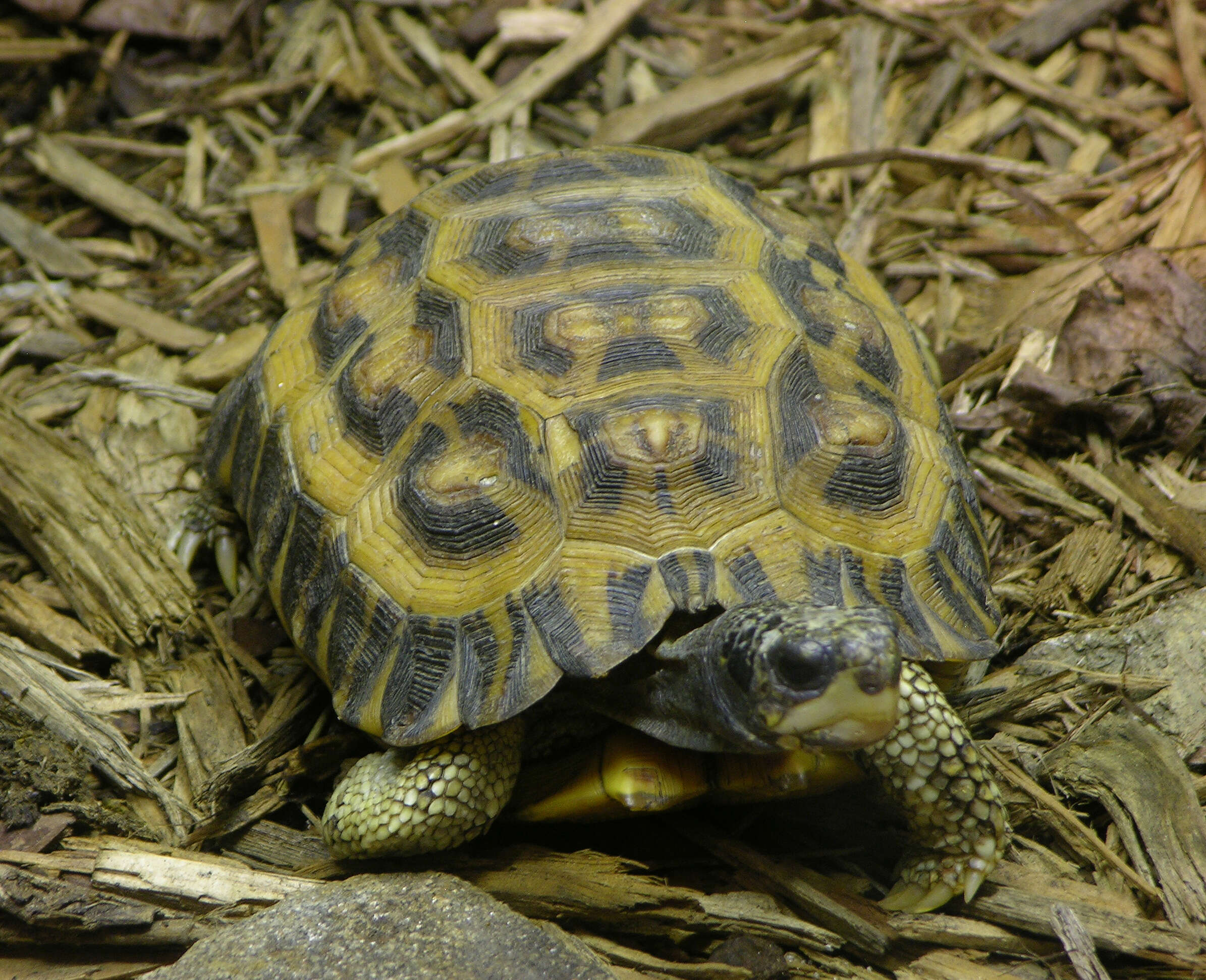 Image of Flat-backed Spider Tortoise