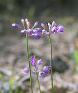 Image of Allium thunbergii G. Don