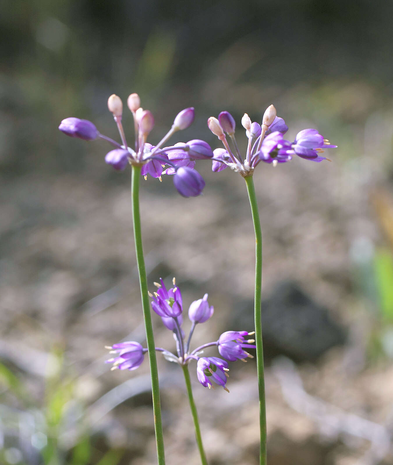 صورة Allium thunbergii G. Don