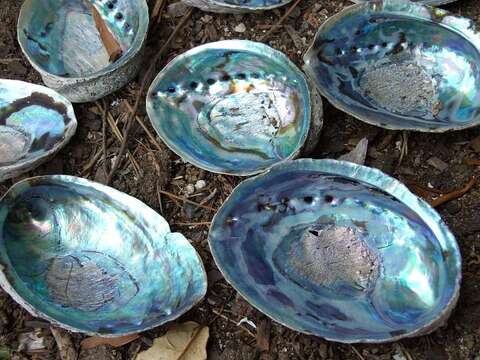 Image of blackfoot paua