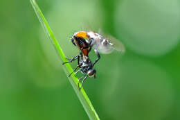 Image of Cylindromyia interrupta (Meigen 1824)