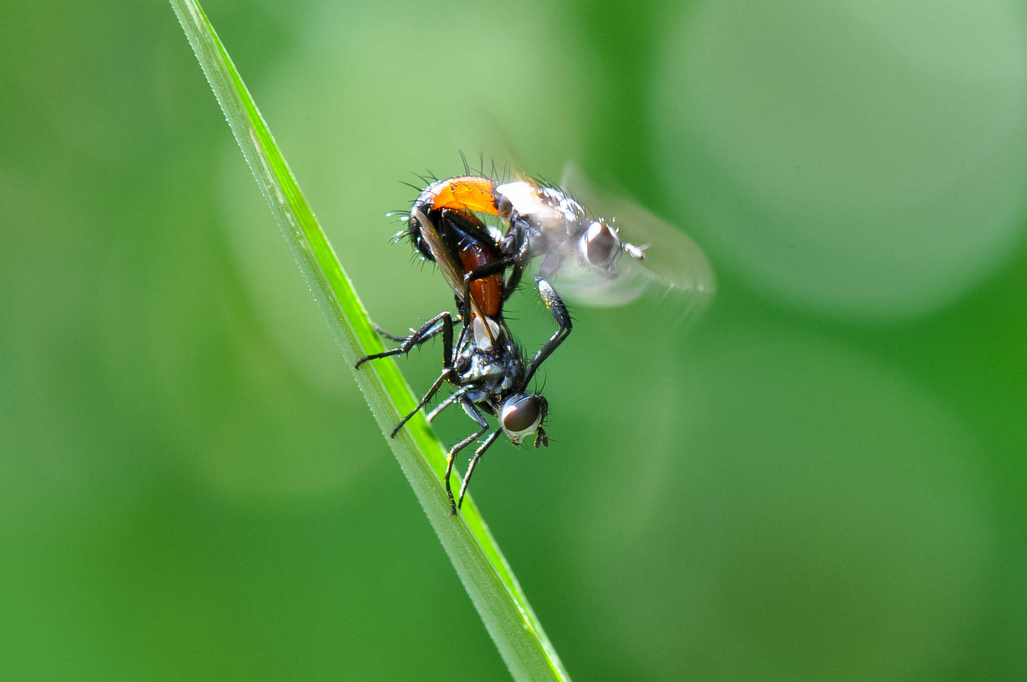 Image of Cylindromyia interrupta (Meigen 1824)