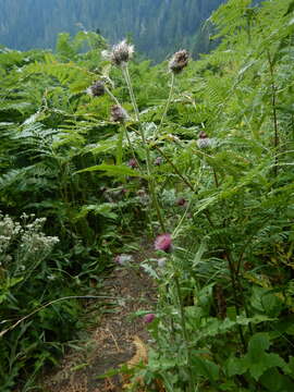 Image of edible thistle