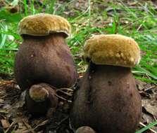 Plancia ëd Tylopilus atronicotianus Both 1998