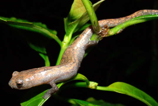 Image of Camron Mushroom-tongue Salamander