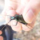 Image of Carabus (Ohomopterus) insulicola Chaudoir 1869