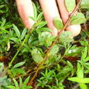 Image of Two-Leaf Sensitive-Pea