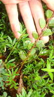 Image of Two-Leaf Sensitive-Pea