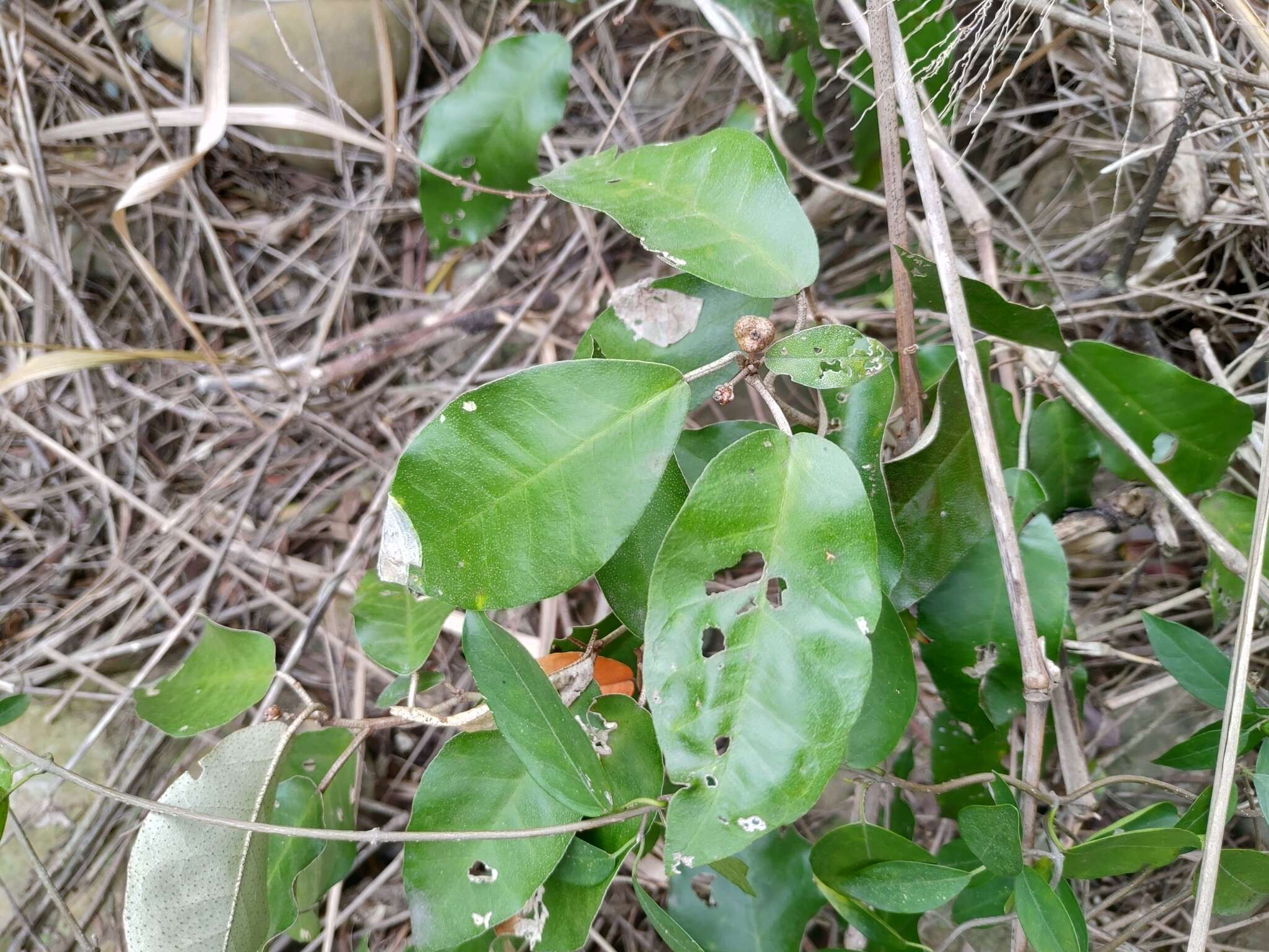 Imagem de Croton cascarilloides Raeusch.