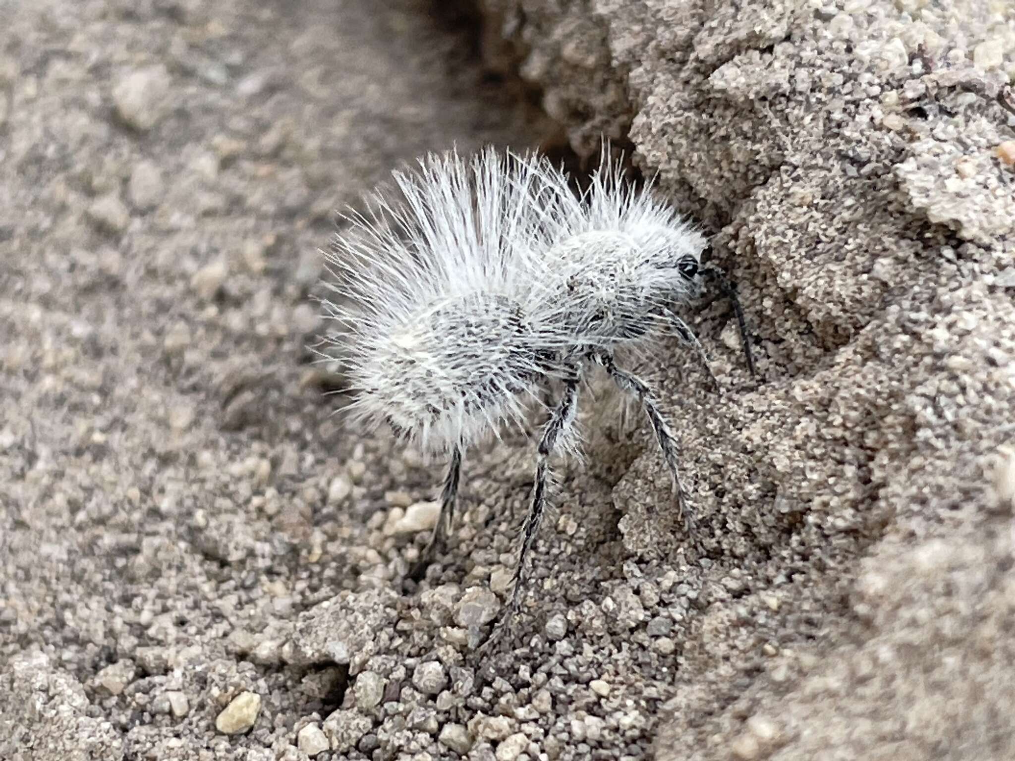 Image of Dasymutilla pseudopappus (Cockerell 1895)