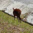 Image of Brazilian Dwarf Brocket Deer