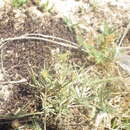 Sivun Linaria arenaria DC. kuva