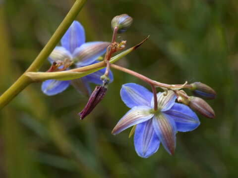 Image of Dianella longifolia var. grandis R. J. F. Hend.