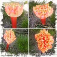 Imagem de Haemanthus sanguineus Jacq.