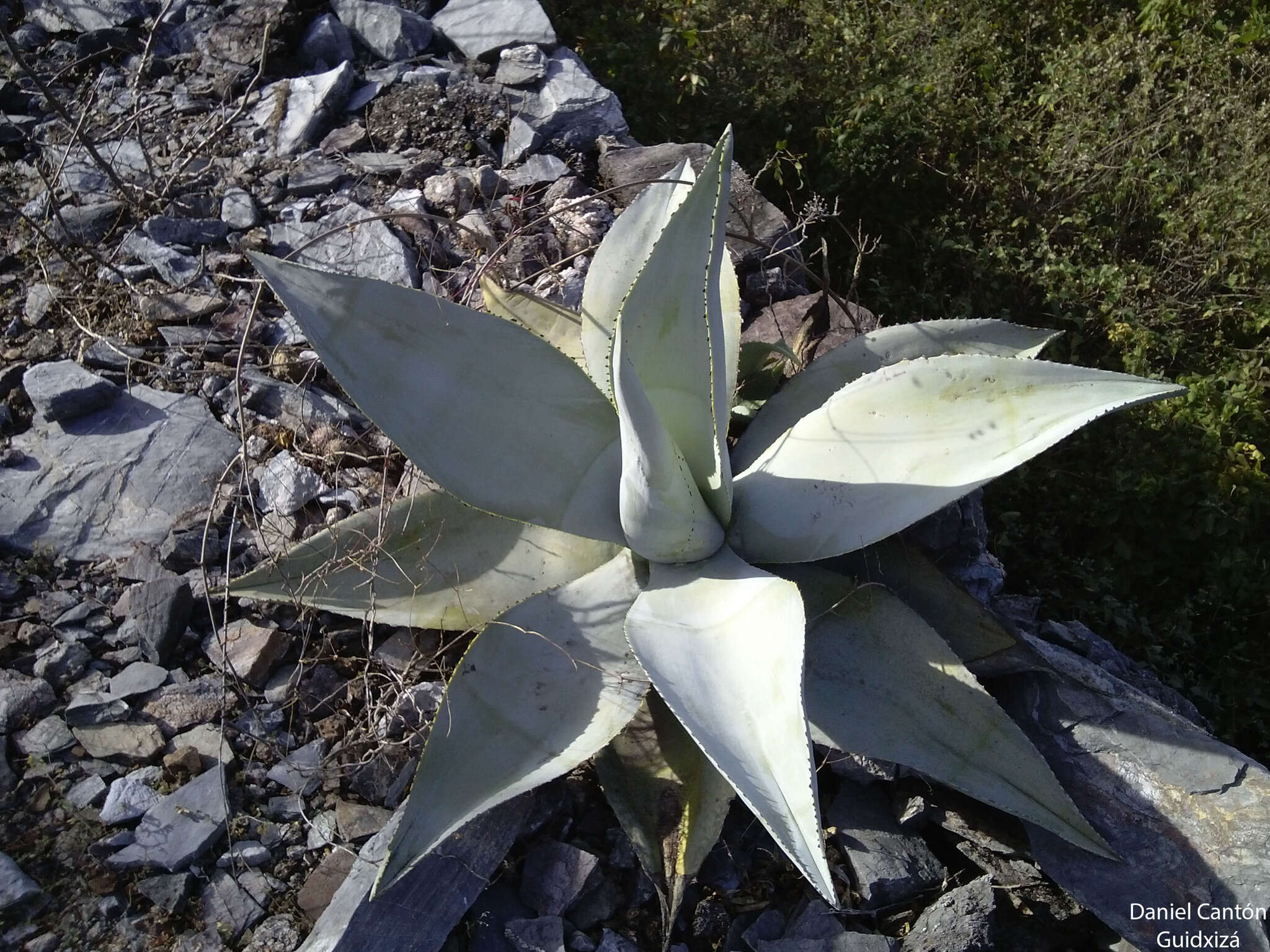 Image of Silvery agave