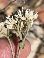 Image of Helichrysum zeyheri Less.