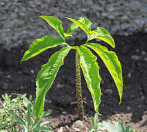 Image of Voodoo Lily