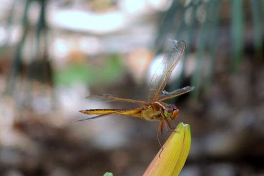 Image of Needham's Skimmer