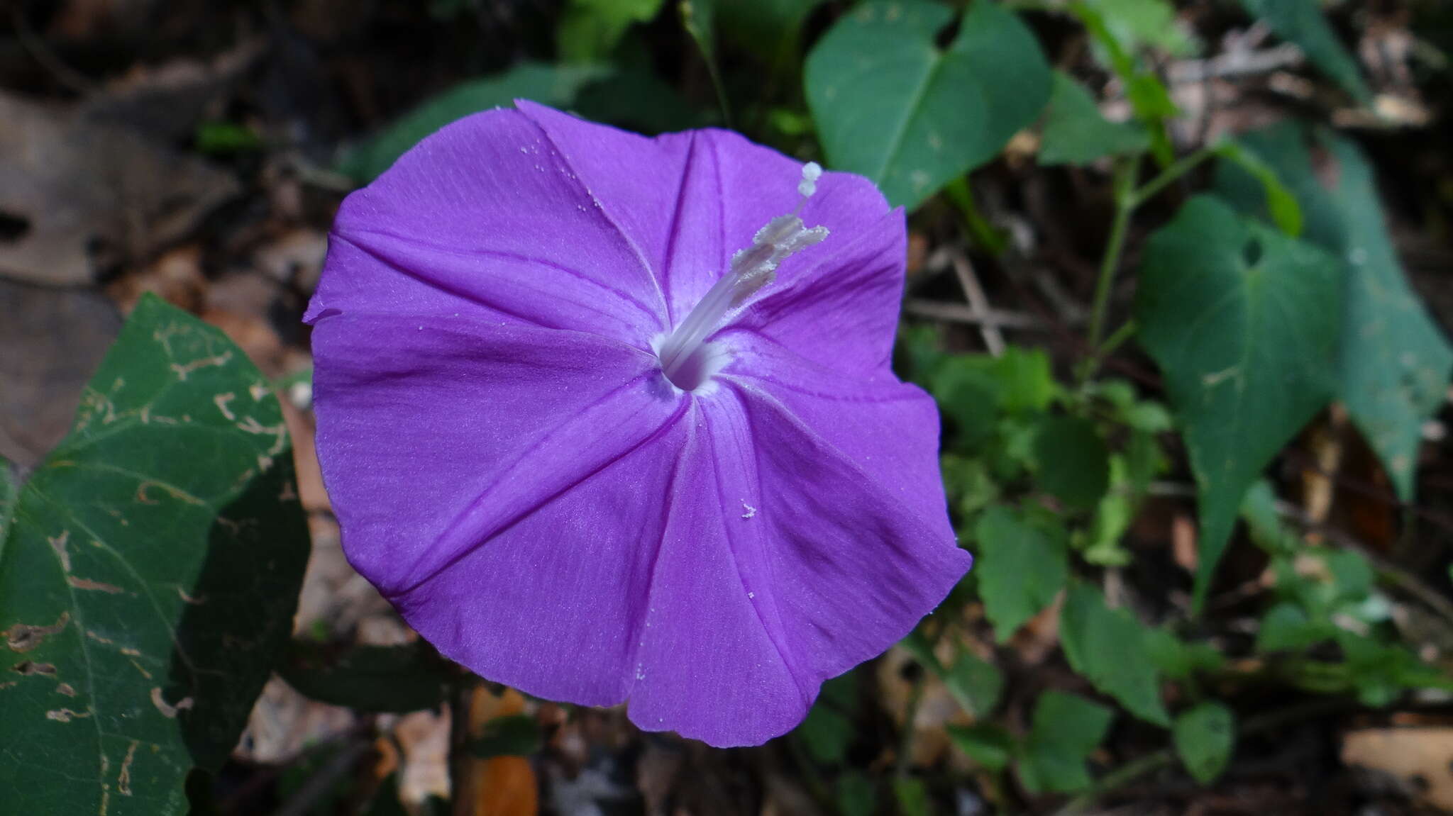 Слика од Ipomoea purga (Wender.) Hayne