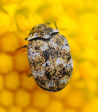 Image of Sacramento Anthicid Beetle