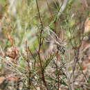 Image of Handsome Wedge Pea